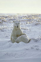 Polar Bear (Ursus maritimus) mother nursing cub, Churchill, Manitoba, Canada