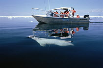 Polar Bear (Ursus maritimus) surfaces near a tour boat full of tourists, Wager Bay, Canada