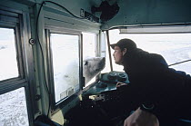 Polar Bear (Ursus maritimus) inspects small tundra buggy and driver, Churchill, Manitoba, Canada