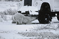 Polar Bear (Ursus maritimus) mother and cub lap up anti-freeze leaking from tundra buggy, Churchill, Manitoba, Canada