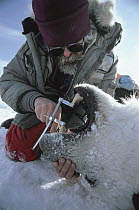 Polar Bear (Ursus maritimus) researcher Dr. Malcolm Ramsay extracts tooth of adult to determine its age, Resolute, Canada