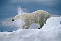 Polar Bear (Ursus maritimus) shakes, off water, Wager Bay, Canada