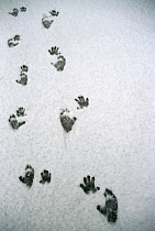 Japanese Macaque (Macaca fuscata) footprints in snow, Japan