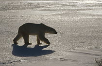Polar Bear (Ursus maritimus) crossing ice field, Churchill, Manitoba, Canada