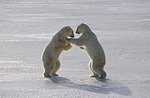 Polar Bear (Ursus maritimus) pair sparring, Churchill, Manitoba, Canada