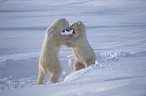 Polar Bear (Ursus maritimus) males sparring, Churchill, Manitoba, Canada