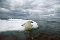 Polar Bear (Ursus maritimus) hauling out on ice floe, Wager Bay, Canada