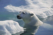Polar Bear (Ursus maritimus) about to haul out on ice floe, Wager Bay, Canada
