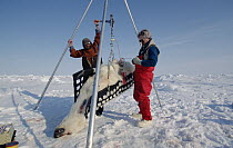 Polar Bear (Ursus maritimus) researchers Dr. Malcolm Ramsey and Sean Farley, weighing a tranquilized bear, Resolute, Canada
