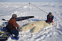 Polar Bear (Ursus maritimus) researchers Dr. Malcolm Ramsey and Sean Farley, measure a tranquilized bear, Resolute, Canada