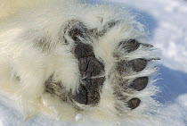 Polar Bear (Ursus maritimus) paw showing black pads and thick fur, Canada