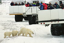 Polar Bear (Ursus maritimus) mother and cubs pass by tundra buggies full of tourists, Churchill, Manitoba, Canada