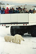 Polar Bear (Ursus maritimus) mother and cubs passing by tourist filled tundra buggy, near Churchill, Manitoba, Canada