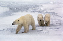 Polar Bear (Ursus maritimus) and two cubs, near Churchill, Manitoba, Canada