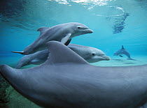 Bottlenose Dolphin (Tursiops truncatus) pod swimming in shallow water, Hawaii
