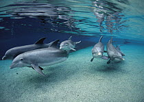 Bottlenose Dolphin (Tursiops truncatus) group swimming in shallow water at the Waikoloa Hyatt, Hawaii