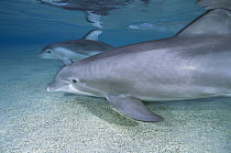 Bottlenose Dolphin (Tursiops truncatus) pair swimming in shallow water at the Waikoloa Hyatt, Hawaii