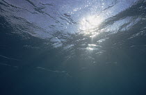 Underwater sunlight reflections
