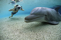 Bottlenose Dolphin (Tursiops truncatus) being photographed by a snorkeler in shallow water at the Waikoloa Hyatt, Hawaii