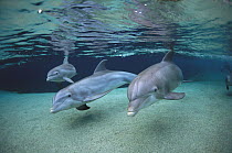 Bottlenose Dolphin (Tursiops truncatus) trio swimming in shallow water at the Waikoloa Hyatt, Hawaii
