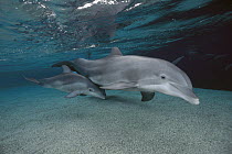 Bottlenose Dolphin (Tursiops truncatus) mother and baby swimming underwater