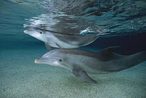 Bottlenose Dolphin (Tursiops truncatus) adult and juvenile swimming in shallow water at the Waikoloa Hyatt, Hawaii