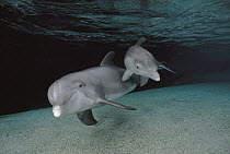 Bottlenose Dolphin (Tursiops truncatus) mother and baby swimming underwater