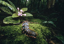 Net-winged Beetle (Duliticola sp) on rainforest floor, Mt Kinabalu, Sabah, Borneo