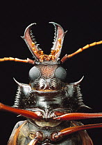 Longhorn Beetle (Macrodontia cervicornis), French Guiana