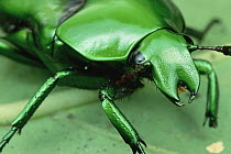 Flower Beetle (Ischiopsopha sp) portrait, Panama