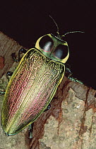 Metallic Wood-boring Beetle (Euchroma gigantea) portrait, El Yano Carti road, Panama