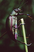 Darkling Beetle (Eucomaria sp) clinging to twig, Vietnam