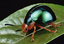Leaf Beetle (Chrysomelidae) portrait, South Africa