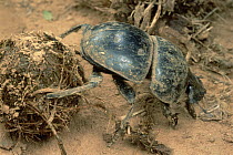 African Scarab Beetle (Circellium bacchus) rolls animal dung into balls which are buried and fed upon by its larvae, South Africa