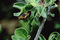 Flea Beetle (Diamphidia nigroornata) feeding on Myrrh Tree (Commiphora sp) larvae produce a toxin not found in adults which is used by Kalahari Bushmen as a poison, Namibia