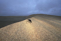Darkling Beetle (Onymacris unguicularis) collecting dew on its upturned body, Namib Desert, Namibia
