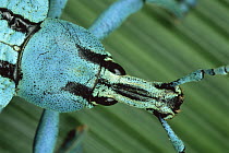 True Weevil (Eupholus sp) portrait, Papua New Guinea