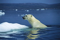 Polar Bear (Ursus maritimus) climbing out of arctic waters onto ice, Canada