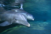 Bottlenose Dolphin (Tursiops truncatus) pair, Waikoloa Hyatt, Hawaii