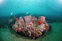 Coral and schooling fish, Gray's Reef National Marine Sanctuary, Georgia