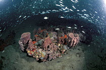 Variety of corals on reef and schooling fish, Gray's Reef National Marine Sanctuary, Georgia