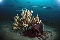 Sponge with schooling Barracuda in the background, Gray's Reef National Marine Sanctuary, Georgia