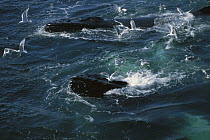 Humpback Whale (Megaptera novaeangliae) feeding with gulls waiting for leftovers, Stellwagen Bank National Marine Sanctuary, Massachusetts