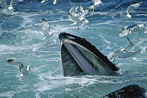 Humpback Whale (Megaptera novaeangliae) feeding, with Herring Gulls (Larus argentatus) waiting for leftovers, Stellwagen Bank National Marine Sanctuary, Massachusetts