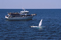 Humpback Whale (Megaptera novaeangliae) with flipper raised, observed by people on a whale-watching boat, Stellwagen Bank National Marine Sanctuary, Massachusetts