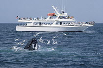 Humpback Whale (Megaptera novaeangliae) and whale watching boat, Stellwagen Bank National Marine Sanctuary