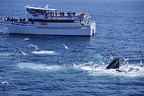Whale watching group observing Humpback Whale (Megaptera novaeangliae), Stellwagen Bank National Marine Sanctuary, Massachusetts