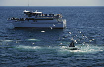 Tour boat watching Humpback Whale (Megaptera novaeangliae) feeding with gulls waiting for leftovers, Stellwagen Bank National Marine Sanctuary, Massachusetts