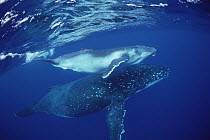 Humpback Whale (Megaptera novaeangliae) mother and calf underwater, Tonga