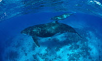 Humpback Whale (Megaptera novaeangliae) mother and calf in shallow tropical waters, Tonga